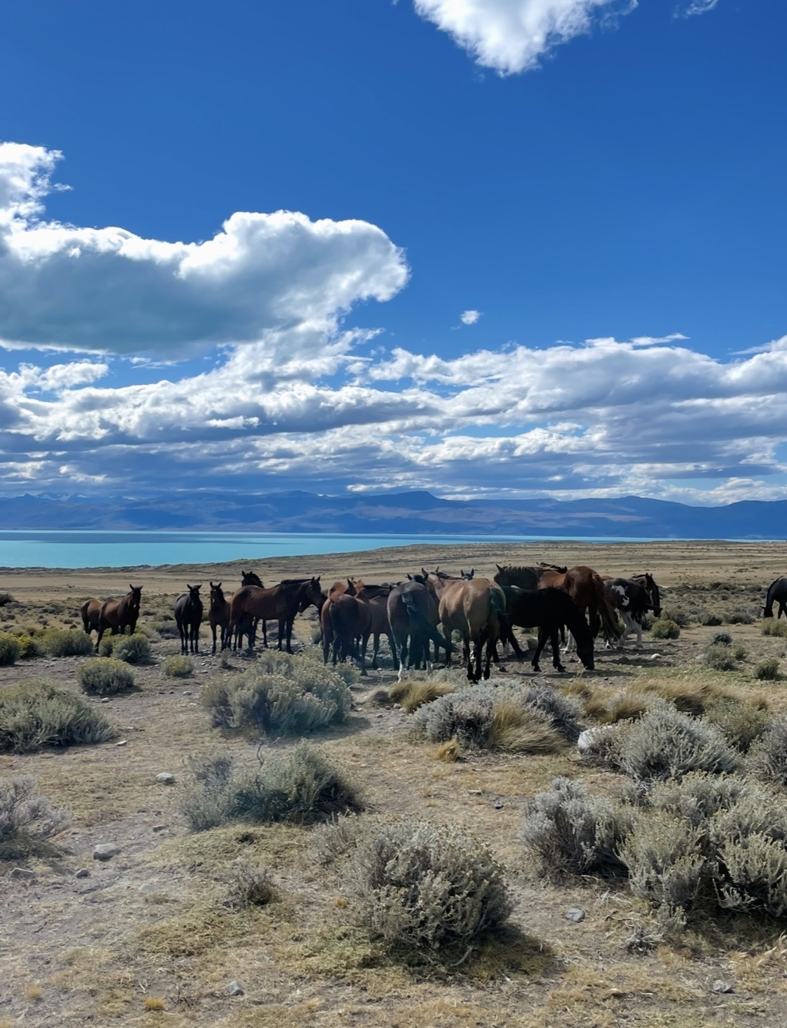 Sertar – 29 ianuarie 2026