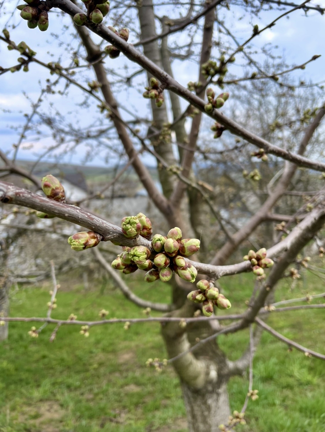 Sertar – 12 aprilie 2026